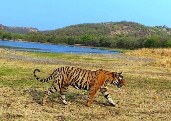 Ranthambore from Delhi Places to visit in winters in India
